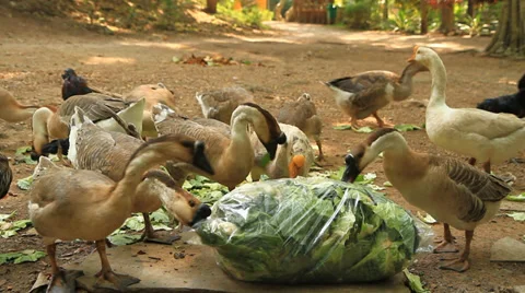 Goose Stock Footage 31575865