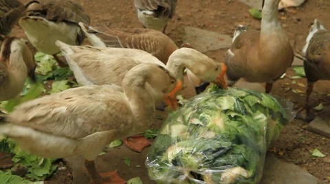 Goose Stock Footage 31578571