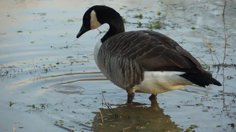 Goose Stock Footage 34282177