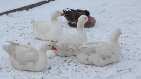 Goose Stock Footage 45491025