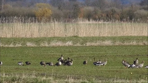 Goose Stock Footage 74114476