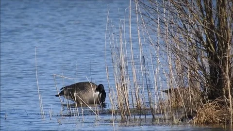 Goose Stock Footage 74114661