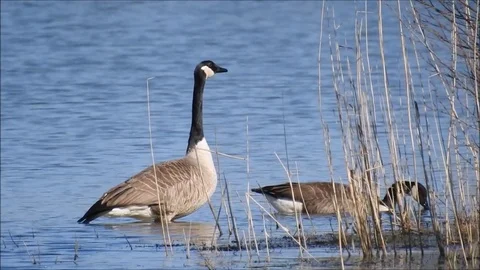 Goose Video stock 74114694