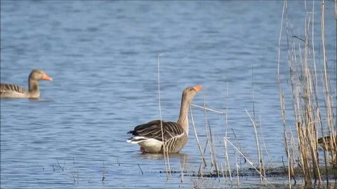 Goose Stock Footage 74114760