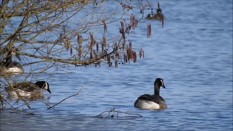 Goose Stock Footage 74114804