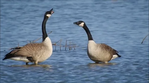 Goose Stock Footage 74114866
