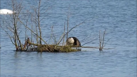 Goose Stock Footage 74114883