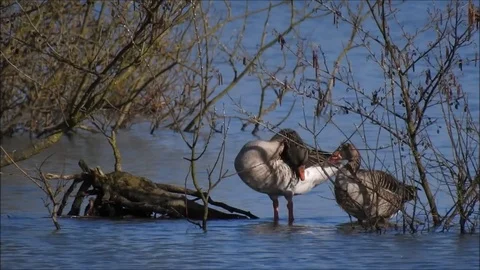 Goose Stock Footage 74114953