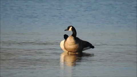 Goose Stock Footage 74115748