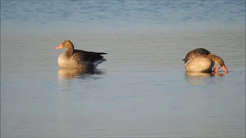 Goose Stock Footage 74115794