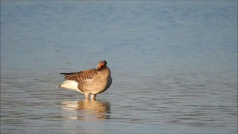 Goose Stock Footage 74115878