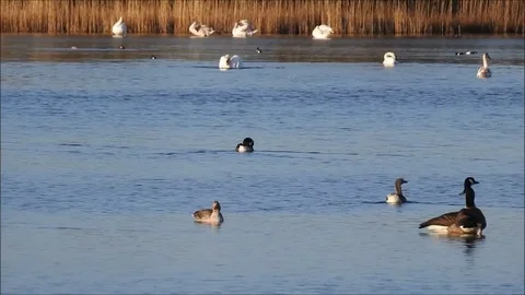 Goose Video stock 74115940