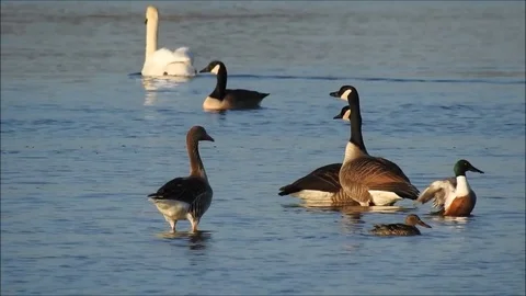 Goose Stock Footage 74115977