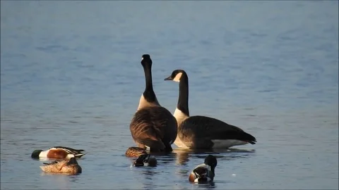 Goose Stock Footage 74116002