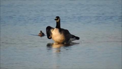 Goose Stock Footage 74116047