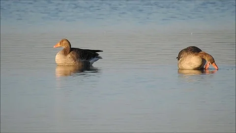 Goose Stock Footage 74116074