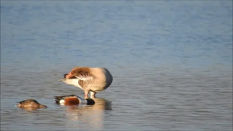 Goose Stock Footage 74116101