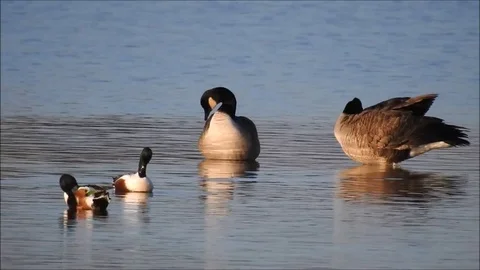 Goose Stock Footage 74116135