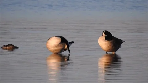 Goose Stock Footage 74116281