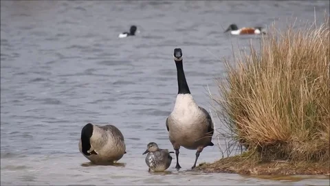 Goose Stock Footage 74117501