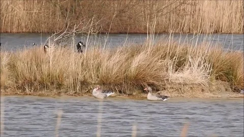 Goose Stock Footage 74117502