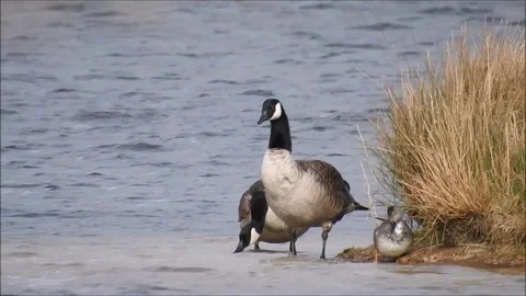 Goose Stock Footage 74117619