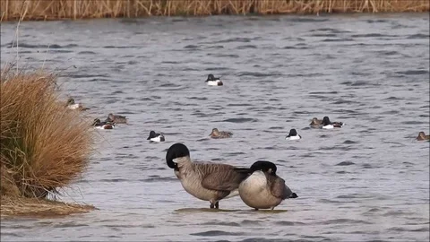 Goose Stock Footage 74117748