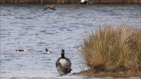 Goose Stock Footage 74117749