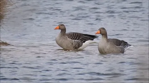 Goose Stock Footage 74117841