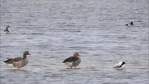 Goose Stock Footage 74118848