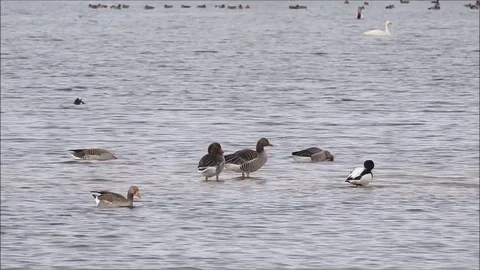 Goose Video stock 74118868