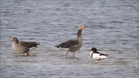 Goose Stock Footage 74119108