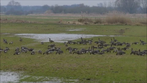 Goose Stock Footage 74121097