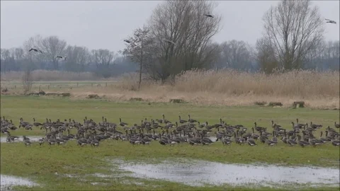 Goose Stock Footage 74121210