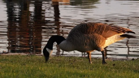 Goose Stock Footage 120380014