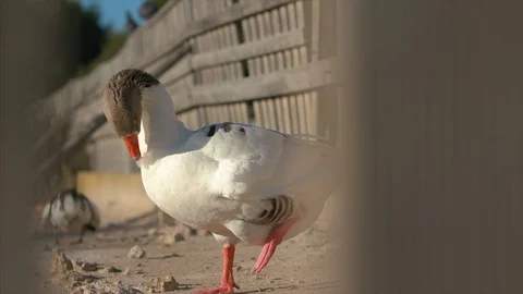 Goose 動画素材 122136839