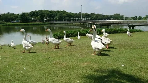 Goose Video stock 201143506