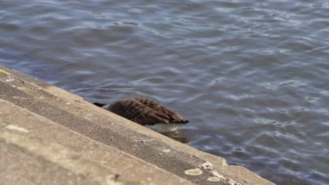 A Goose Stock Footage 239485683