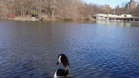 A goose Stock Footage 240353447