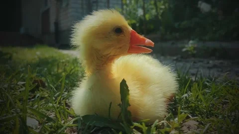 The goose. Video stock 246636838