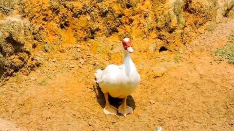Goose Stock Footage 315527617