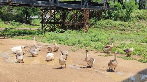 Goose Vídeo Stock 333902911