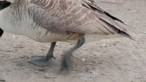 Goose Foraging at Duddingston Loch, Edinburgh - 4K, Handheld, Close up Stock Footage 278133256
