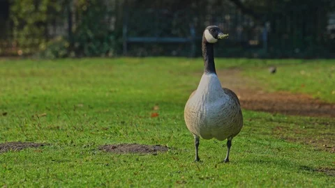 Goose in foreground Stock Footage 112066554