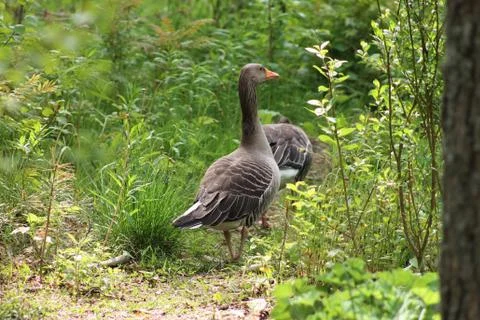 Goose in forest. Stock Photos