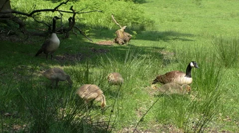 Goose gaggle eating grass Vídeos de archivo 64035962