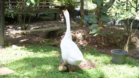 Goose in a garden Video stock 93458281