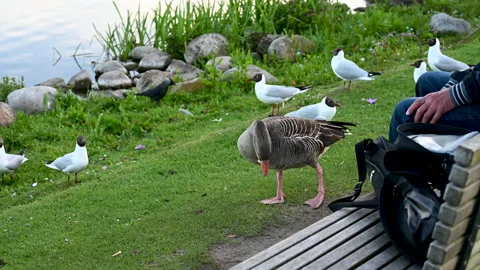 A goose is getting fed and attracts a lot of black-headed gulls Stock Footage 131652651