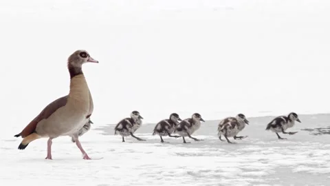 Goose goes with the chicks on the ice Vidéo 150403562