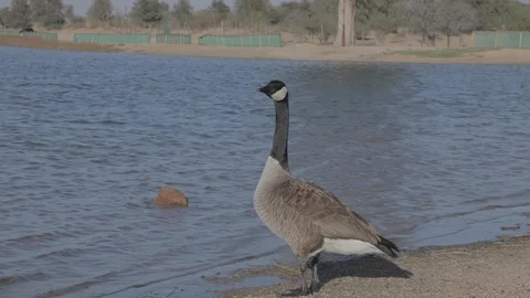 Goose going for a swim Stock Footage 126573198